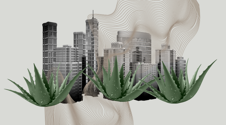 Aloe Vera: Hidratação, Calmante e Regeneração para Pele e Cabelo